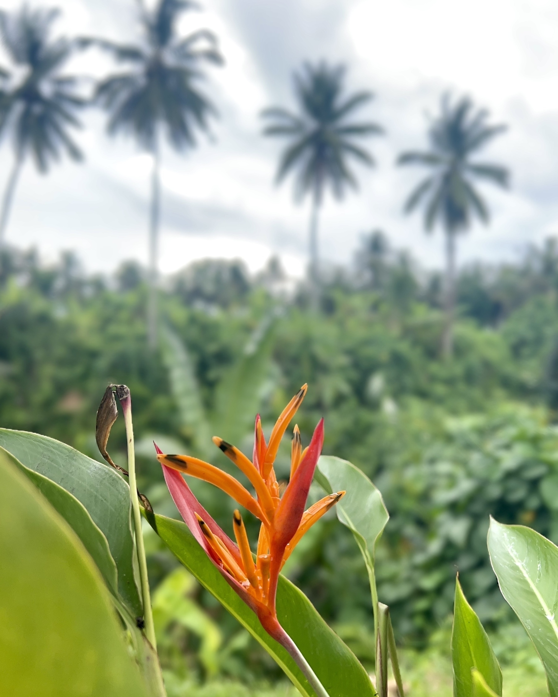  A tropical flower in the foreground, palm trees in the background. 