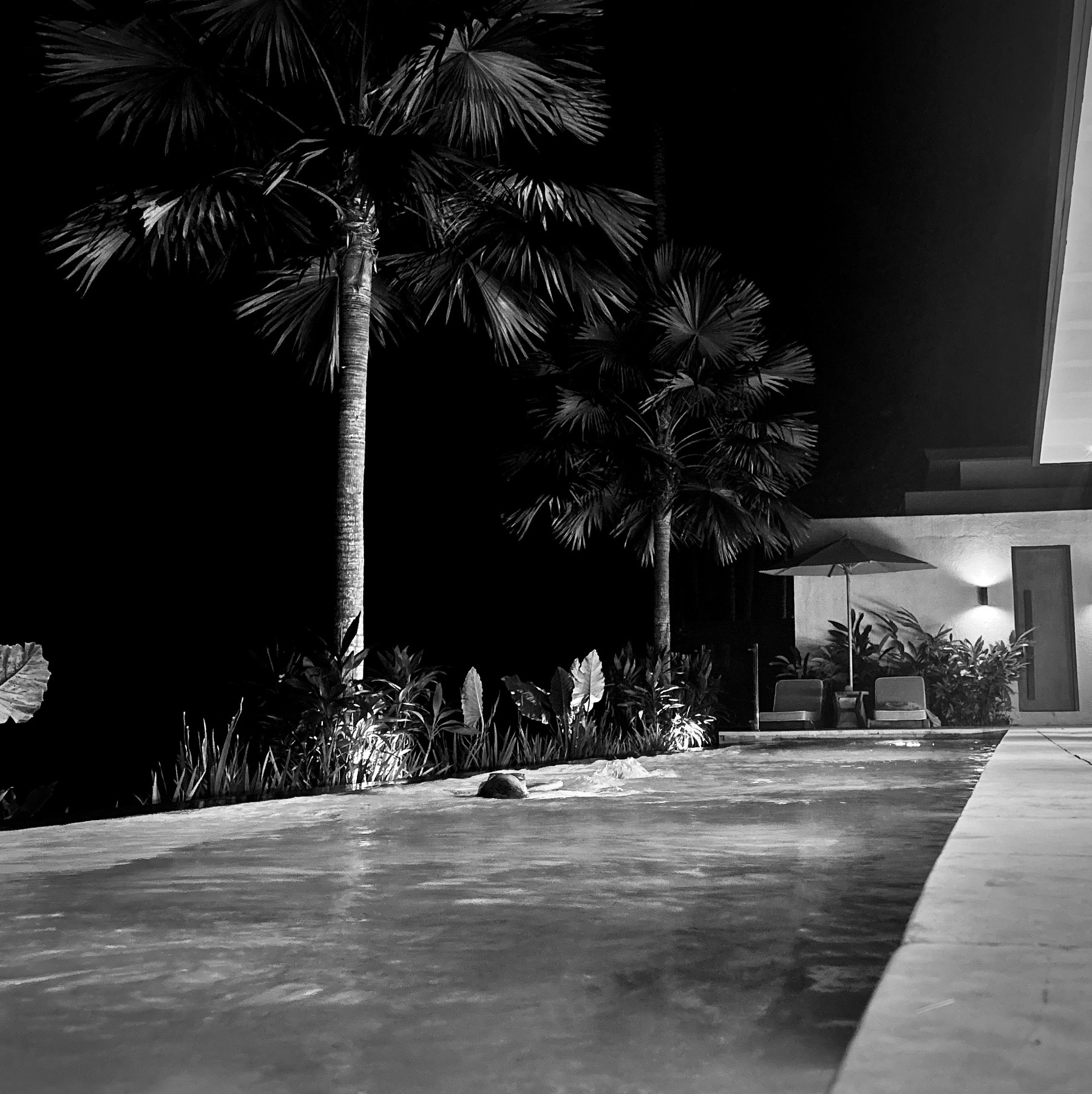 Black and white image of a pool at night. Palm trees are visible in the background 