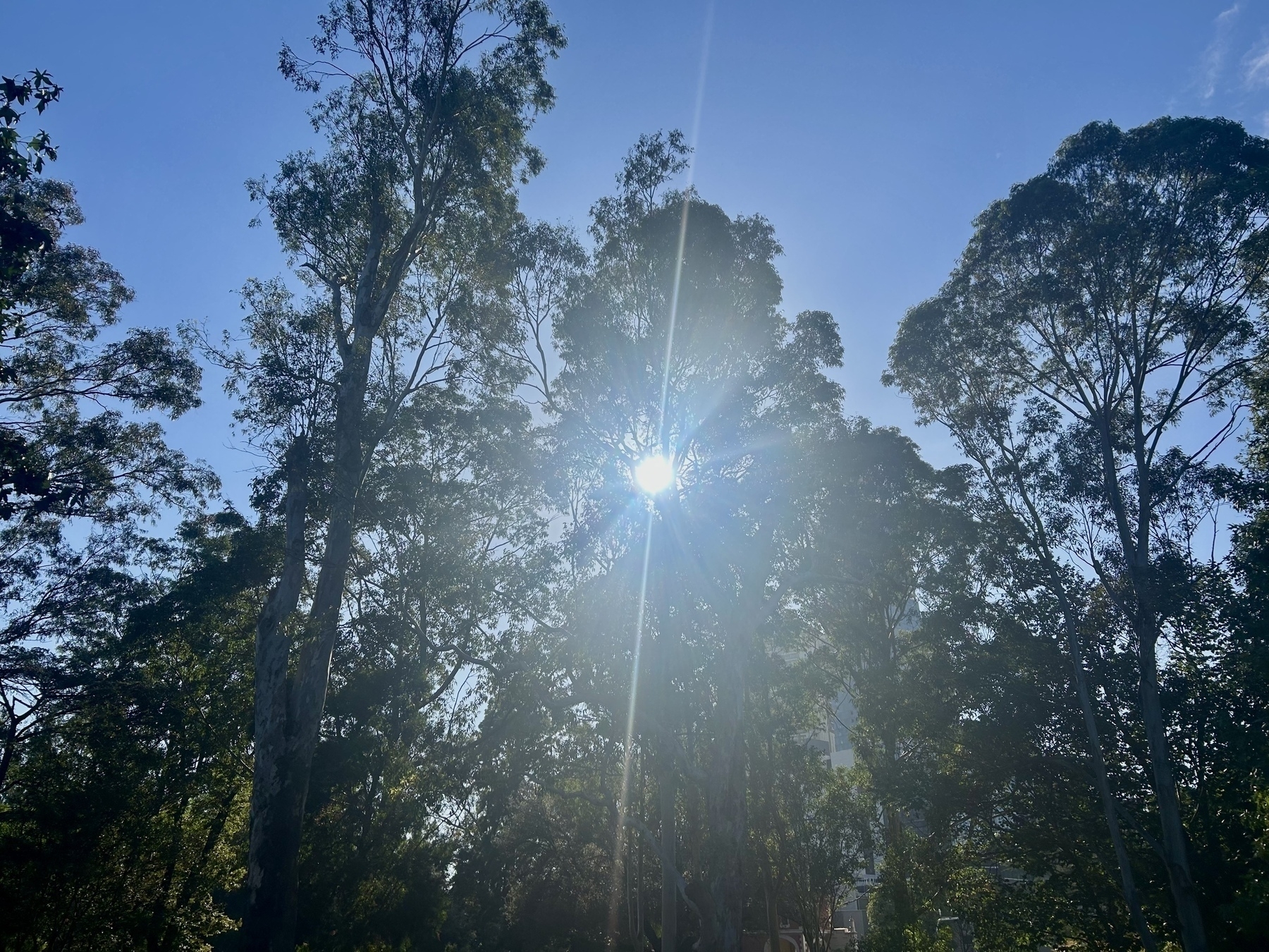 The morning sun shining through a stand of trees