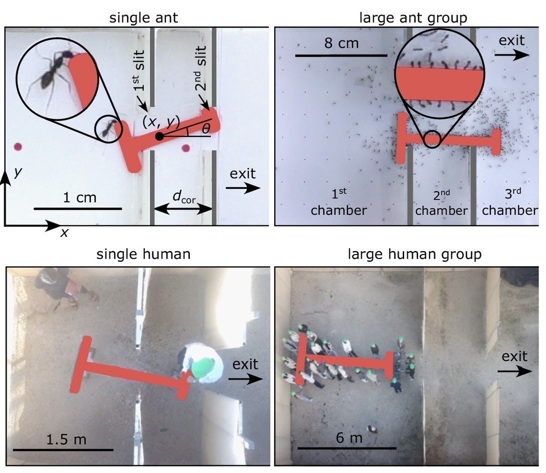 A figure from a scientific journal article that shows and overhead view of four similar T-shaped objects being manoeuvred through two narrow gaps. The top two figures show individual and groups of ants completing the task. The bottom two figures show individual and groups of humans.  The scales range from approx 3 centimetres for the individual ant puzzle to approx 18 metres for the puzzle for groups of humans. 