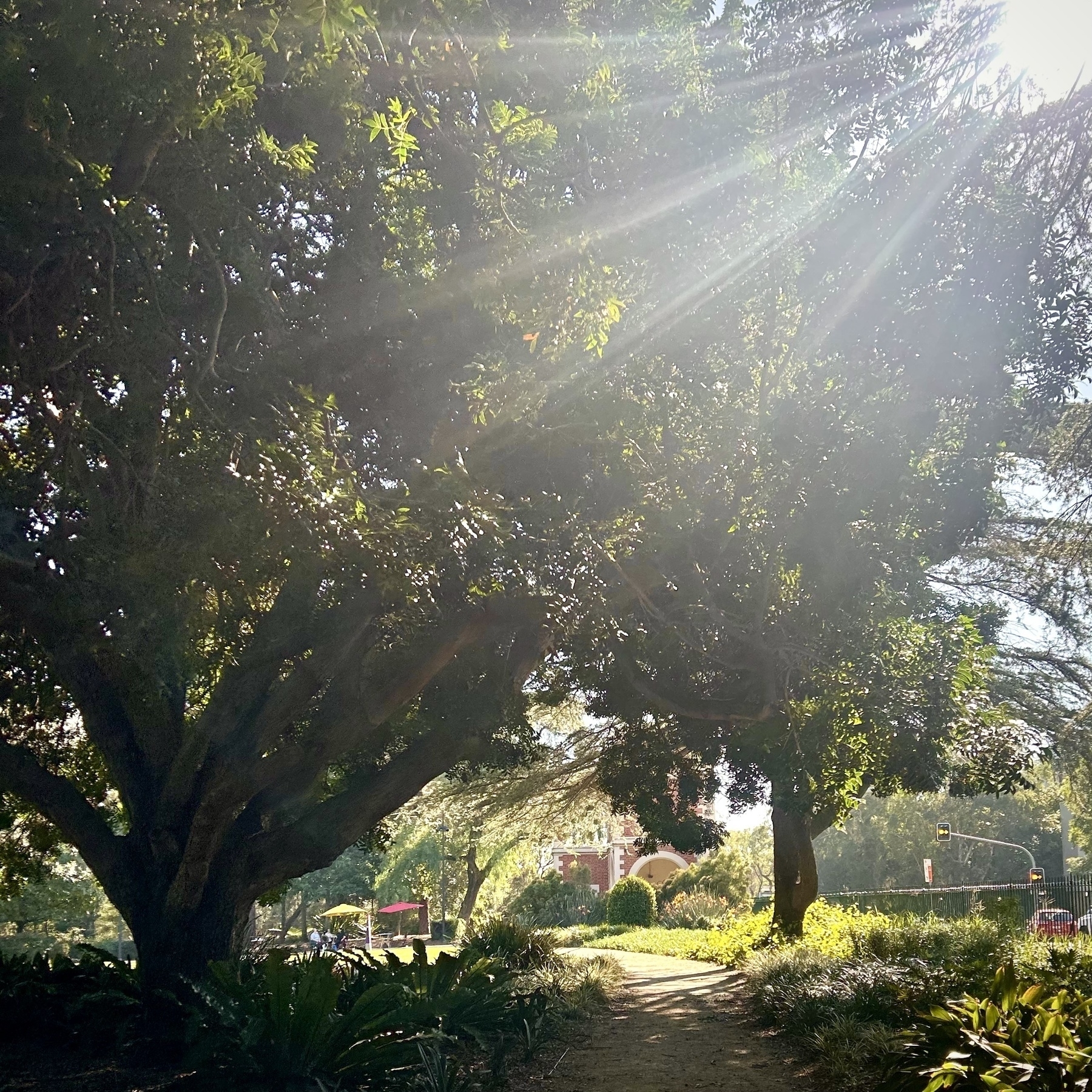 A tree lined path with rays of sunlight falling on the lens. It’s a calm, sunny scene. 