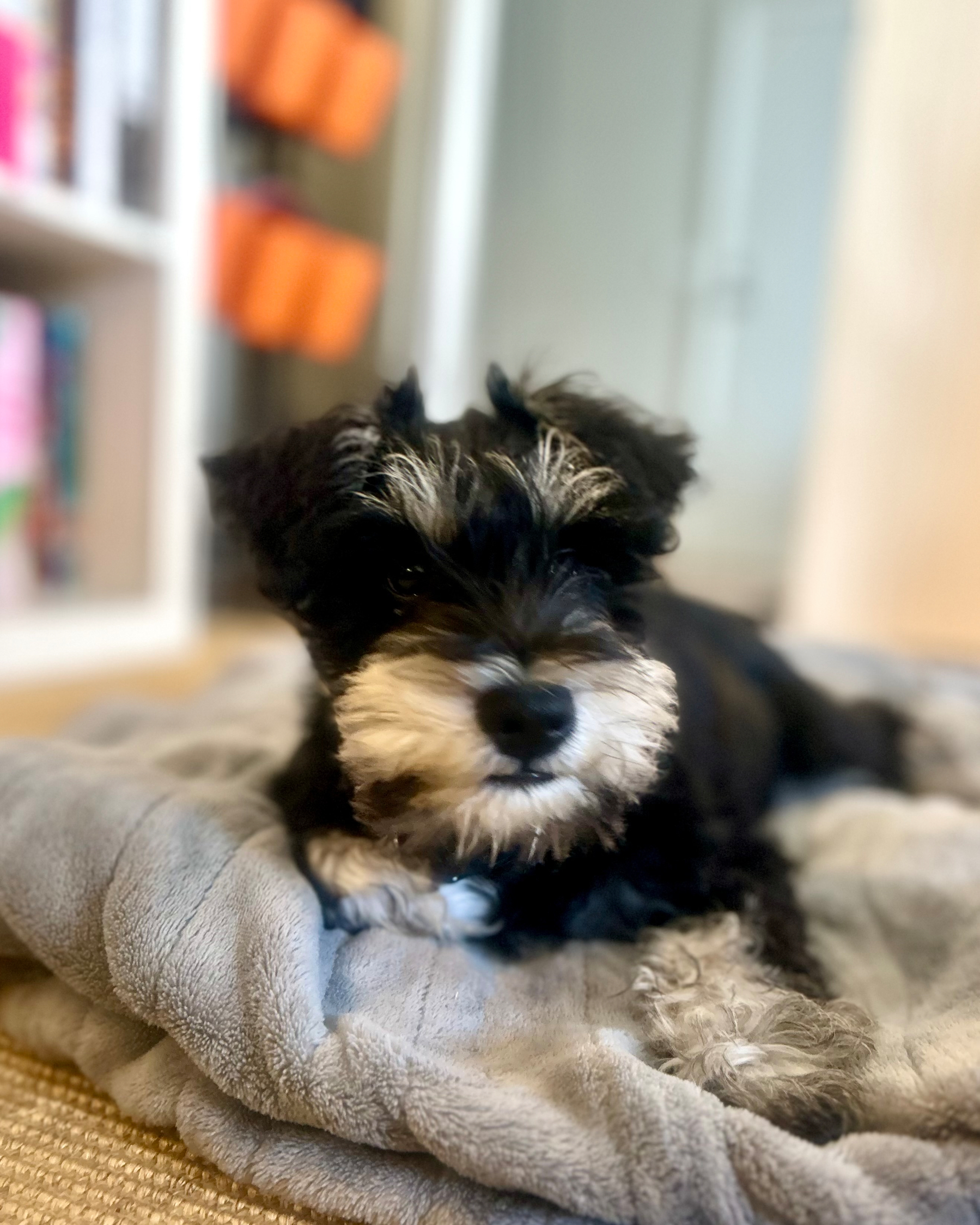 A black and white miniature schnauzer puppy with fluffy fur lies on a soft, gray blanket in a cozy indoor setting.