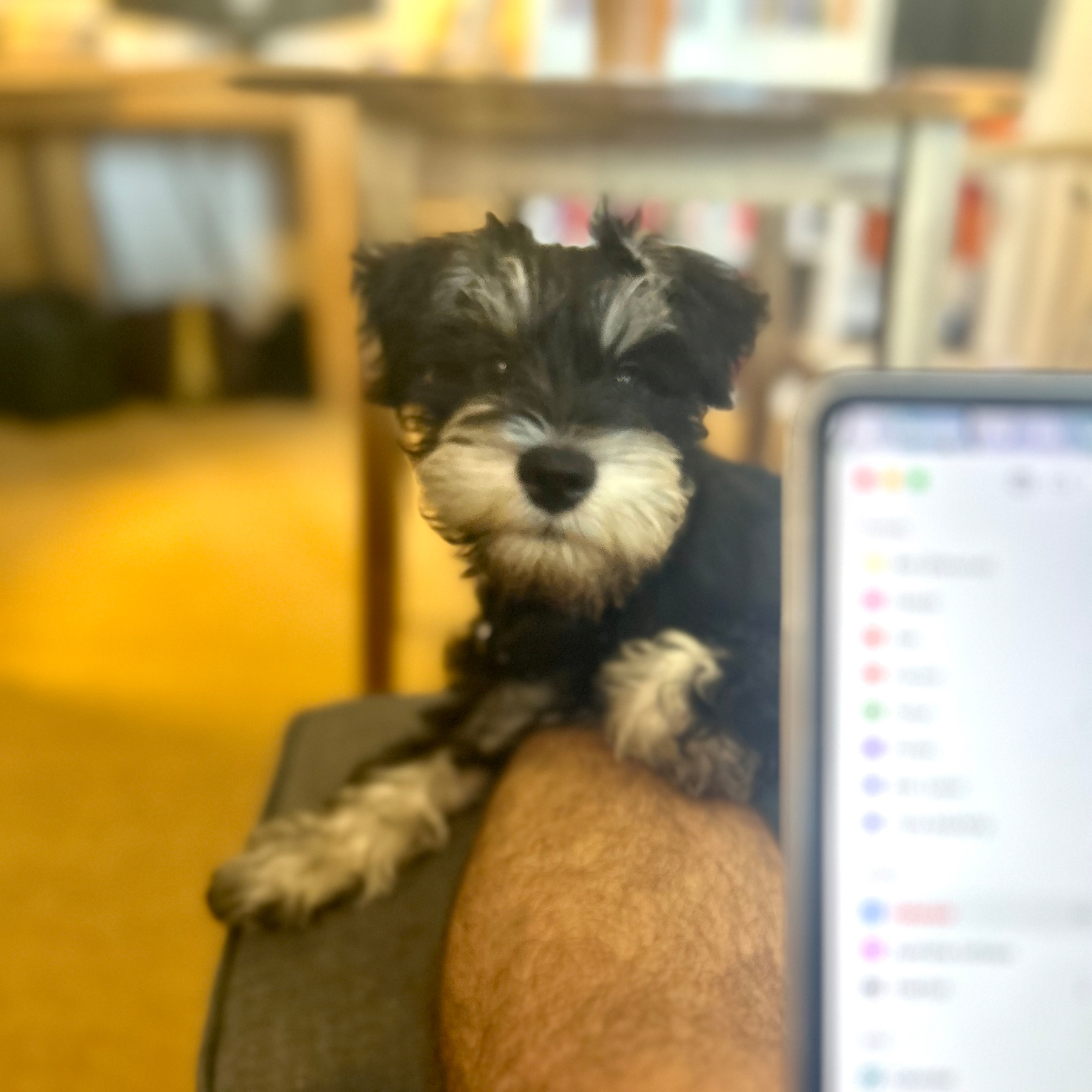 A small black and white miniature schnauzer sits on a person's lap in a blurred indoor setting.