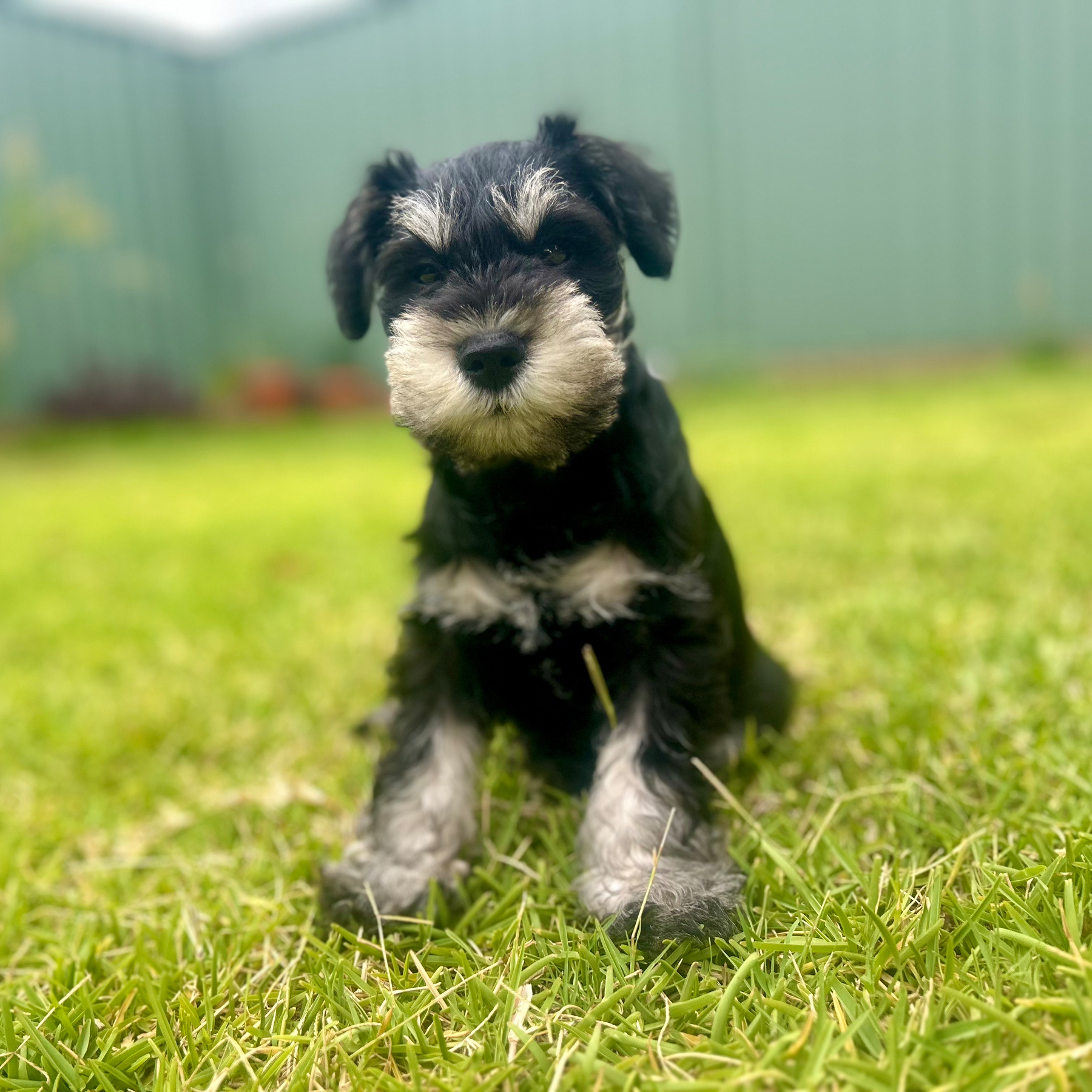 A small dog with a schnauzer-like appearance is sitting on a grassy lawn.
