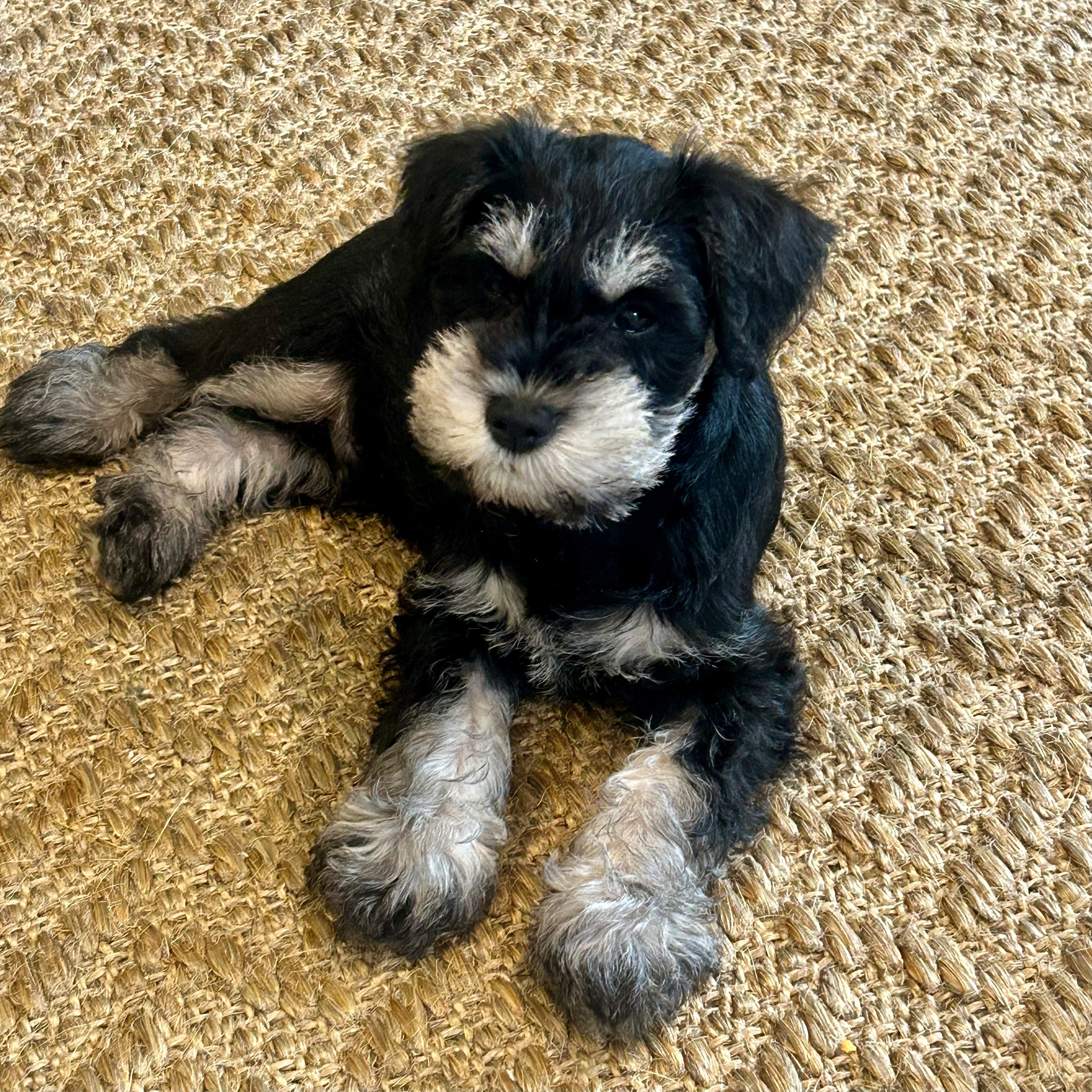 A small black and grey puppy is lying on a woven rug.