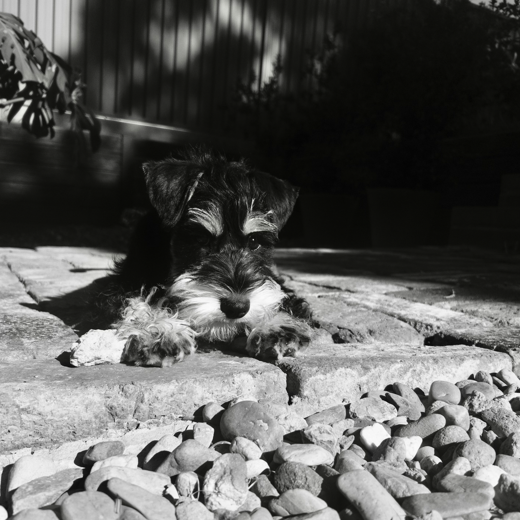 A small dog rests on a stone pathway, with a mix of sunlight and shadows around.